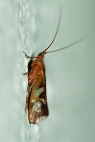 Limnephilus lunatus